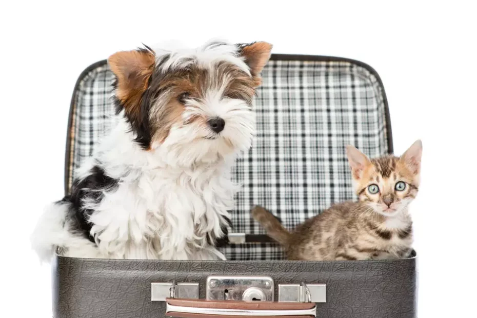 5 Essential Tips for Traveling Safely with Your Pet